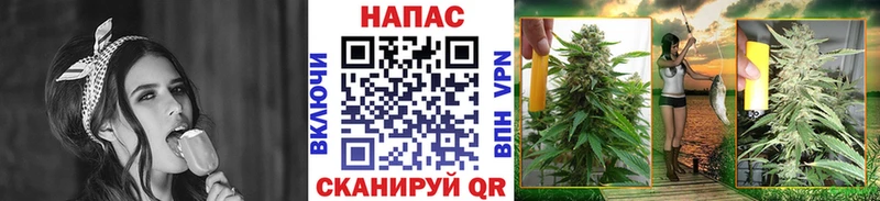 Купить  Бердск  Канабис сатива 